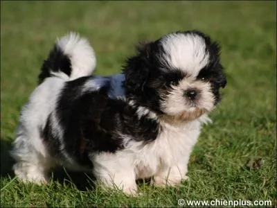 Comment appelle-t-on cette race de chien ?