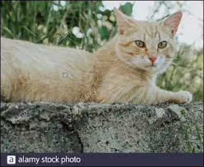 Quelle couleur de pelage veux-tu ?