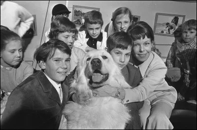 Lorsque l'otarie pousse son cri, elle peut grogner, rugir et...