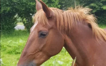 Quiz Galop 4