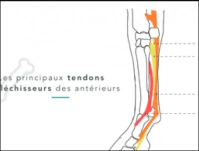 L'anatomie du cheval : que sont le jaune et le rouge ?
