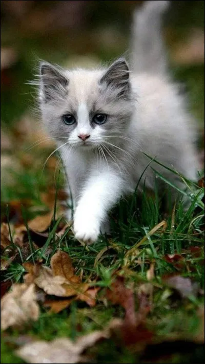 Imagine que tu marches dans la rue et que tu découvres un petit chaton abandonné. Il miaule pour réclamer de la nourriture.
Malheureusement un panneau indique qu'il est interdit de nourrir les chats.
Que fais-tu ?