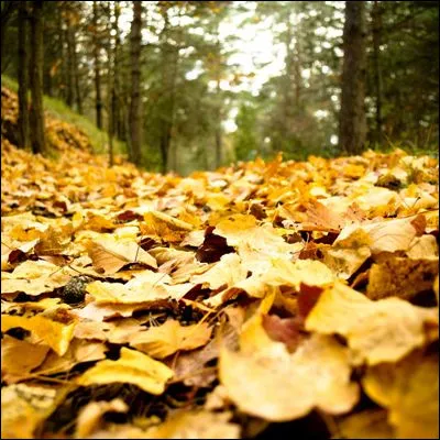 Quelle course cycliste classique est surnommée la "Classique des feuilles mortes" en raison de sa date automnale ?