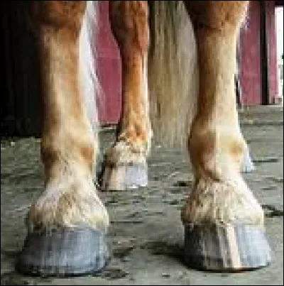 À quelle partie du sabot faut-il faire attention lorsqu'on cure les pieds ?