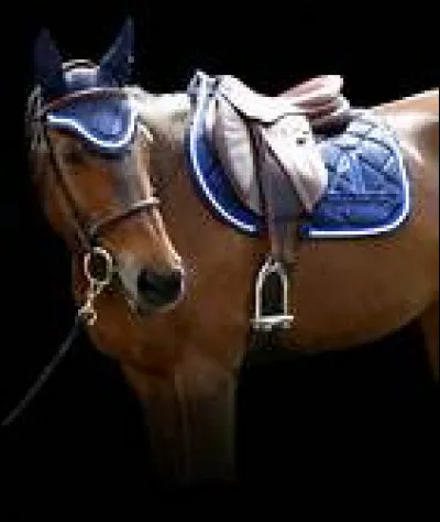 À quoi sert un tapis de selle ?