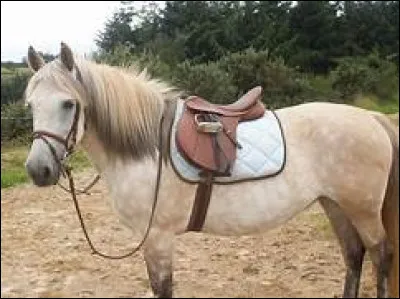 Avec quels matériels est ce que j'entretiens les cuirs ?