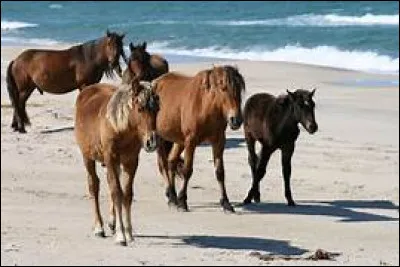 Après avoir monté, ma sangle et mes étriers sont mouillés et ont du sable :