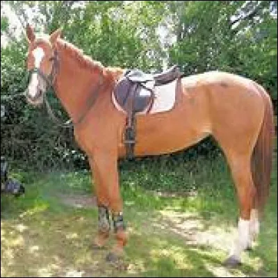 Quelles sont les affirmations exactes ?