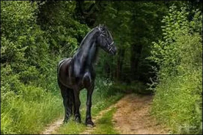 Pour attraper mon poney/cheval en liberté...