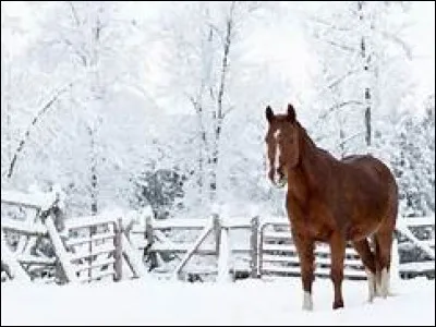 Pour sortir mon poney ou mon cheval d'un paddock ou d'un pré fermé par une clôture électrique...