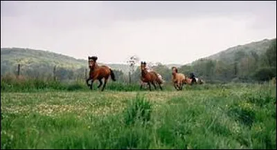 Pour lâcher mon cheval ou mon poney...