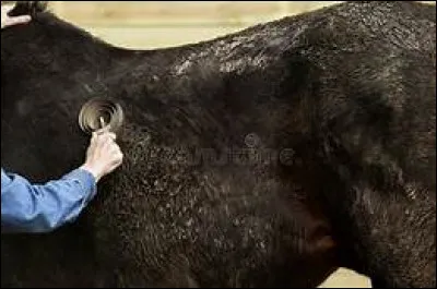 Qu'est-ce que le pansage ?