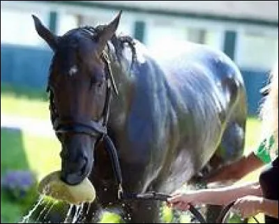 Le pansage s'effectue avant et après avoir monté.