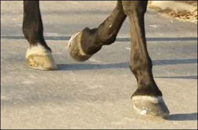 Indiquez les étapes pour curer les pieds antérieurs.
