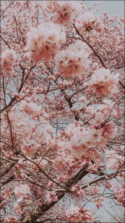 Anselme va devoir payer l'intégralité de deux mariages :