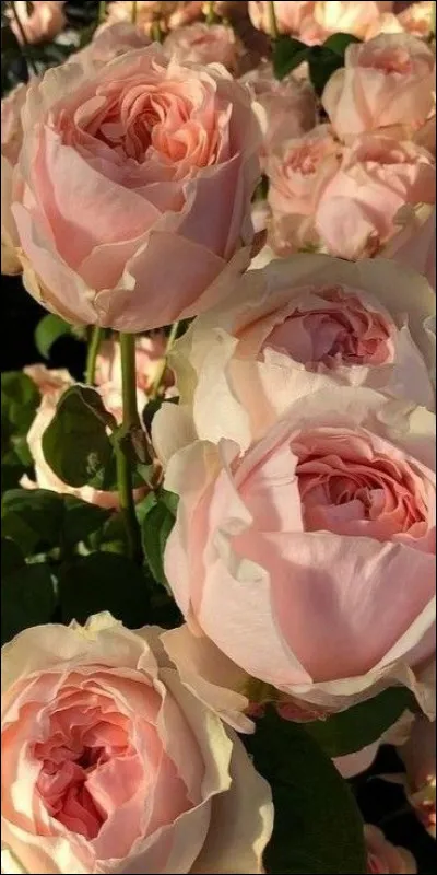 Où retrouvez-vous le valet La Flèche ?