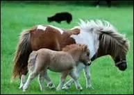 Quels sont les principes de l'instruction du cheval ?