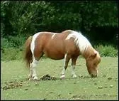 Que dsigne la partie antrieure du cheval ?