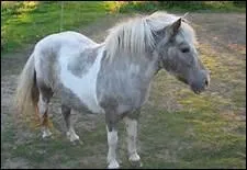 Pourquoi un dos compact est-il prfrable  un dos ensell ( creux ) ?