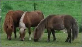 Que sont pour le cheval ses membres postrieurs ?