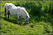 Quelle diffrence fondamentale y a-t-il entre le pied antrieur et le pied postrieur ?