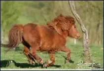 Su'est-ce que le 'canter' ?