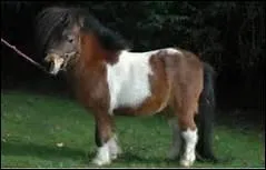 De quoi dpend l'activit psychique du cheval ?