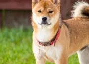 Quiz Les Shiba Inu