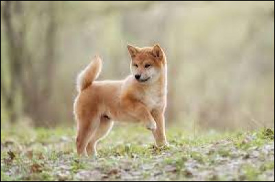 Le shiba inu est-il plus un chien de petite taille, de taille moyenne ou de grande taille ?