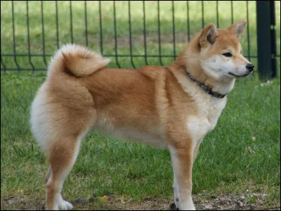 Quelles sont les caractéristiques principales du shiba inu ?