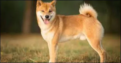 Le shiba inu est-il capable de vivre en appartement ?