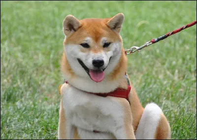 Le shiba inu est-il plutôt sociable ou indépendant ?