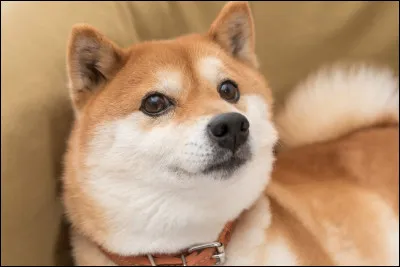 Laquelle de ces températures le shiba inu ne supporte-t-il pas ?