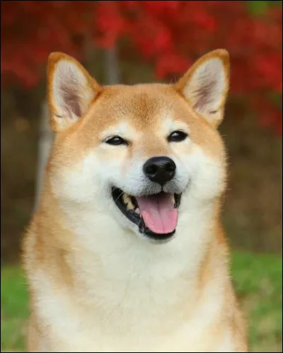 Quelle est l'espérance de vie d'un shiba inu ?