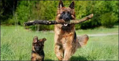 Quel est le poids d'un berger allemand, chez la femelle ?