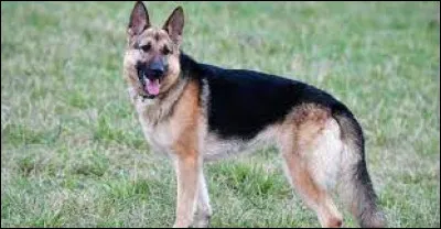 Quelle est la taille d'un berger allemand, chez le mâle ?