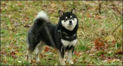 Le Shiba Inu est-il une race de chien originaire du Mexique ?