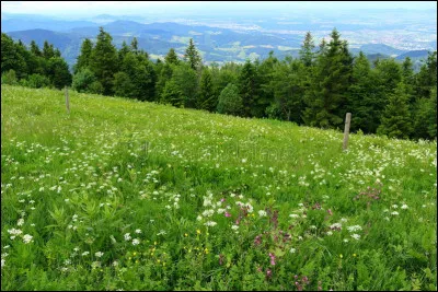 Tu es plus du genre...