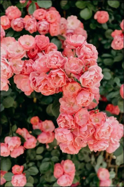 Quand les propos deviennent plus légers, entre quel fruit et le fromage sommes-nous ?