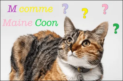 Lequel de ces chats est un Maine coon ? L'image n'aide pas à trouver.