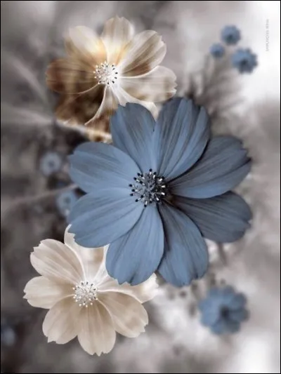 Quel chevalier de la Table ronde se fait engloutir par le siège périlleux ?