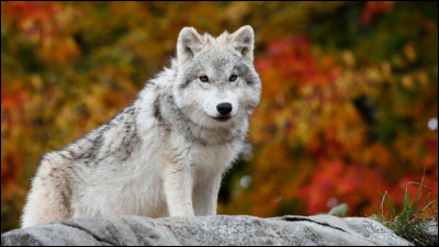 Combien de temps vit environ un loup ?