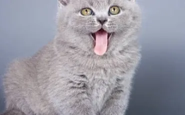 Quiz Expressions