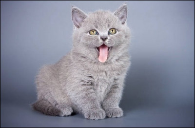 Que signifie l'expression "donner sa langue au chat" ?