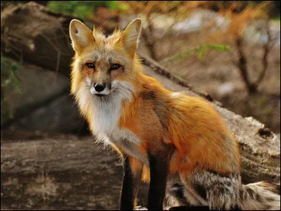 Que veut dire "&ecirc;tre rus&eacute; comme un renard" ?