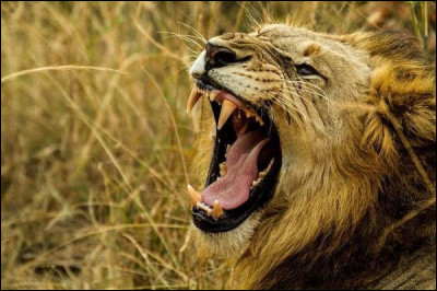 Comment traduit-on l'expression "avoir mangé du lion" ?