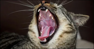 Que signifie "avoir un chat dans la gorge" ?