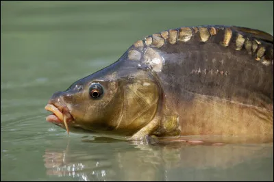 Quand quelqu'un est "muet comme une carpe", il...