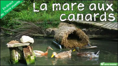 Sur lesquelles tombe la pluie - Et les cerisiers blancs ...