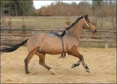 La colonne vertébrale sert au cheval :